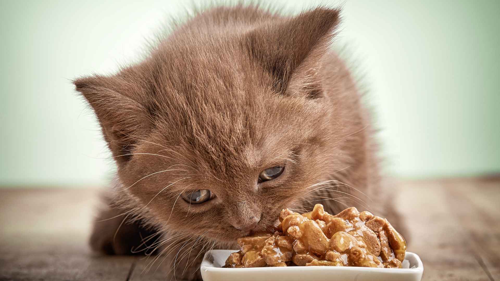 פענוח מזון לחתולים: חשיפת הסודות מאחורי תזונה חתולית בריאה